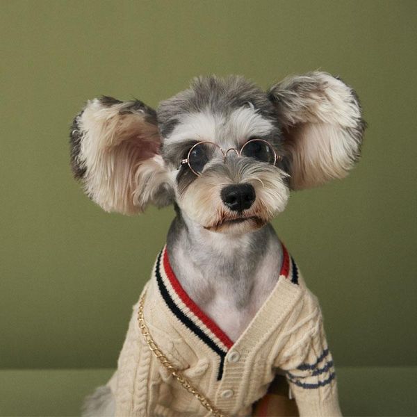 dog apparel knitted cable sweater dachshund cat pull chien teckel clothes christmas winter for chihuahua small large dogs warm
dog apparel knitted cable sweater dachshund cat pull chien teckel clothes christmas winter for chihuahua small large dogs warm