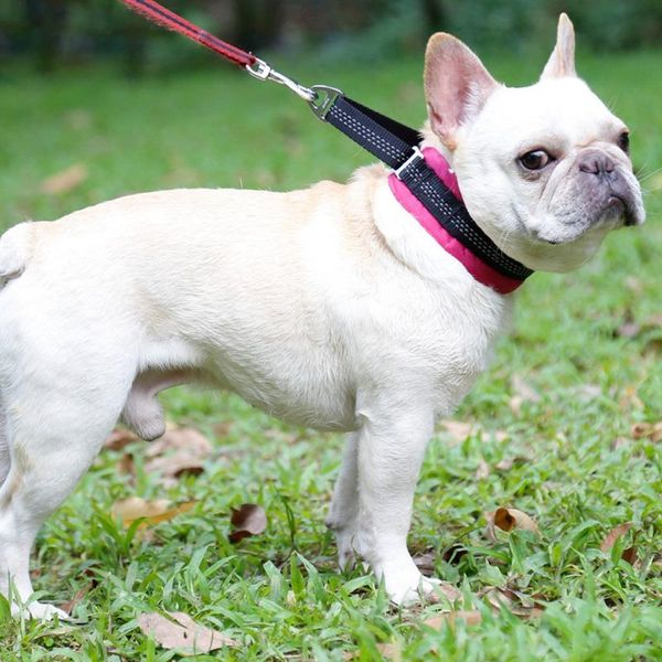 dog collars & leashes ·adjustable collar nylon adjustable control handle training pet cat explosion-proof products
dog collars & leashes ·adjustable collar nylon adjustable control handle training pet cat explosion-proof products