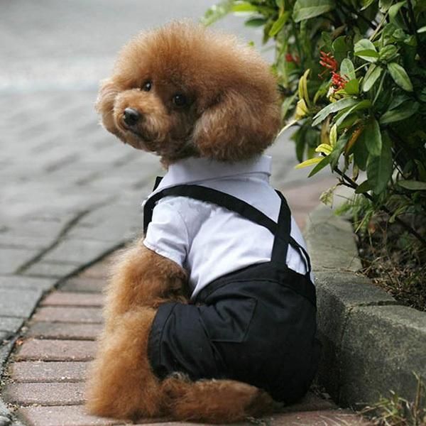dog apparel pet men's suit & bow tie small clothes honden pijama perro puppy wedding decoration
dog apparel pet men's suit & bow tie small clothes honden pijama perro puppy wedding decoration