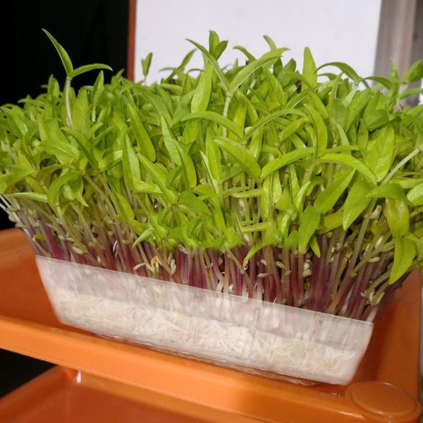 planters & pots 5pcs multiple cells seedling starter trays transparent planting for seedlings greenhouse fas6
planters & pots 5pcs multiple cells seedling starter trays transparent planting for seedlings greenhouse fas6