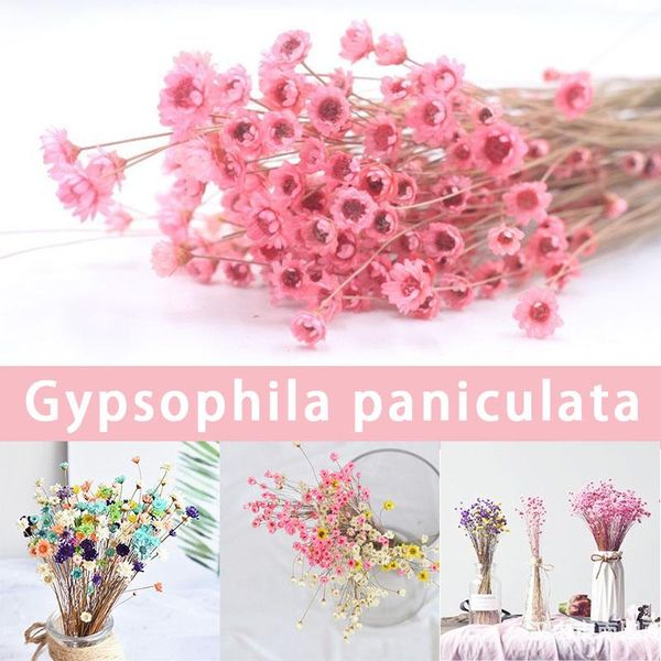 decorative flowers & wreaths 30pcs dried flower brazilian little star gypsophila chrysanthemum art decor diy artificial
decorative flowers & wreaths 30pcs dried flower brazilian little star gypsophila chrysanthemum art decor diy artificial