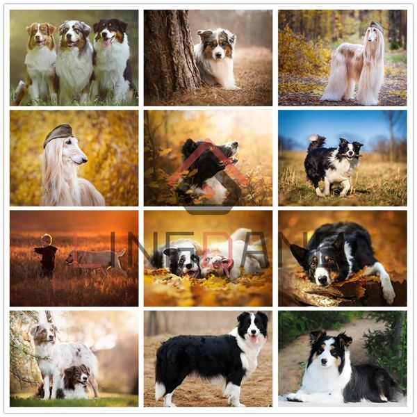 diamond painting embroidery animal border collie afghan hound full square round drill cross stitch mosaic dog decor gift
diamond painting embroidery animal border collie afghan hound full square round drill cross stitch mosaic dog decor gift