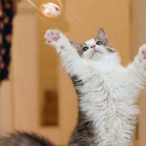 cat toys interactive toy stick feather wand with small bell mouse cage plush artificial colorful teaser h*
cat toys interactive toy stick feather wand with small bell mouse cage plush artificial colorful teaser h*