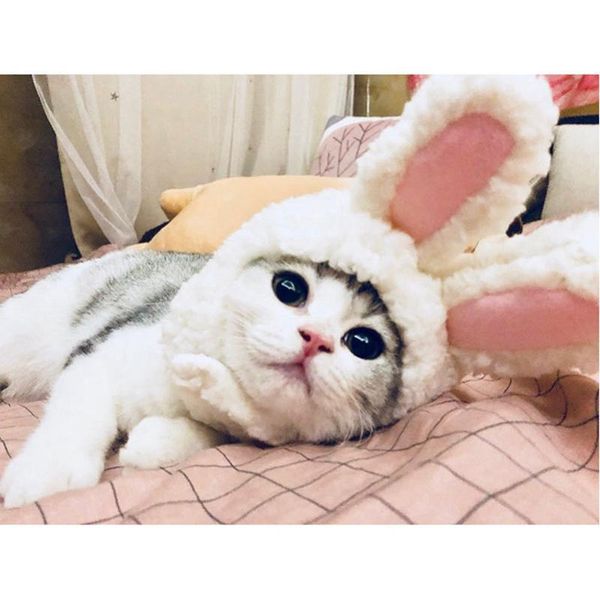 cat costumes funny pet dog ears hat costume warm cap headwear year party accessory po props
cat costumes funny pet dog ears hat costume warm cap headwear year party accessory po props
