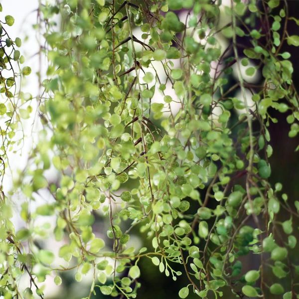 decorative flowers & wreaths home decor artificial hanging basket simulation green plant christmas wedding decoration room indoor tableo
decorative flowers & wreaths home decor artificial hanging basket simulation green plant christmas wedding decoration room indoor tableo