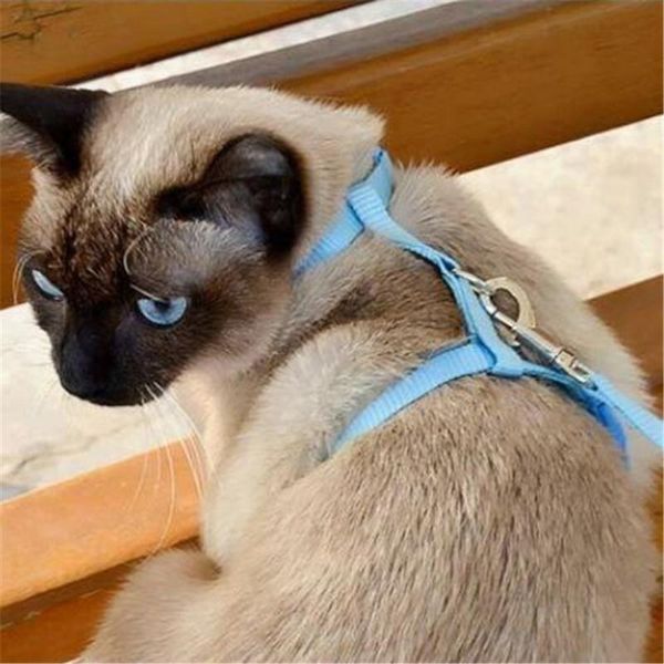 cat collars & leads hand holding rope tie slip chest strap chain traction belt angel shape
cat collars & leads hand holding rope tie slip chest strap chain traction belt angel shape