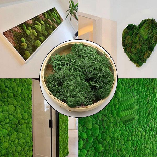 decorative flowers & wreaths immortal fake flower mini accessories wall glass cover decor diy artificial green plant moss grass home living
decorative flowers & wreaths immortal fake flower mini accessories wall glass cover decor diy artificial green plant moss grass home living