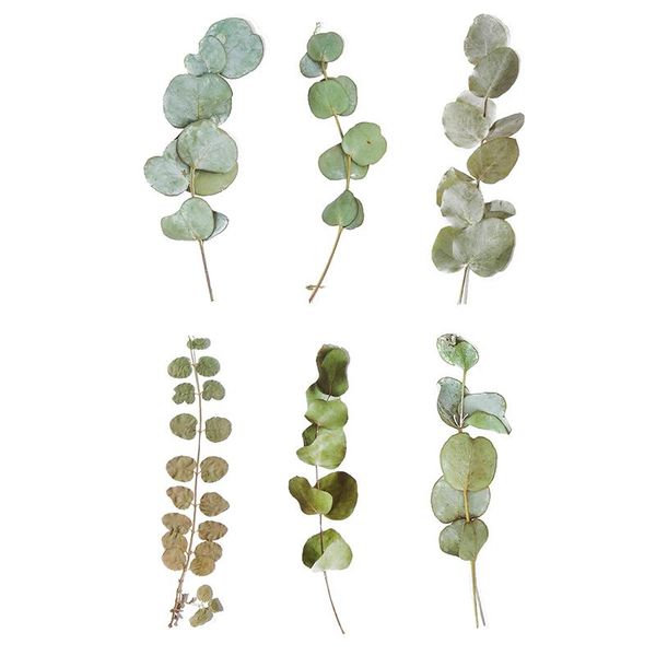 sheets pet stickers dried flower sticker plant notebook diary diy material home handmade art decoration gift wrap
sheets pet stickers dried flower sticker plant notebook diary diy material home handmade art decoration gift wrap
