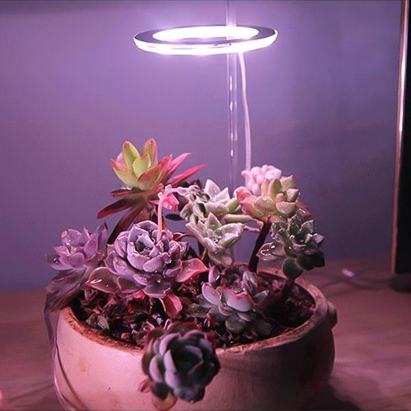 grow lights dc5v led light full spectrum phyto lamp for plants growth lighting indoor plant seedlings flower
grow lights dc5v led light full spectrum phyto lamp for plants growth lighting indoor plant seedlings flower