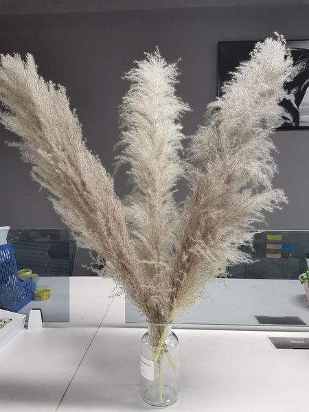 natural reed pampas grass large dried flower wedding ceremony decoration modern home fast 80cm 5pcs decorative flowers & wreaths
natural reed pampas grass large dried flower wedding ceremony decoration modern home fast 80cm 5pcs decorative flowers & wreaths