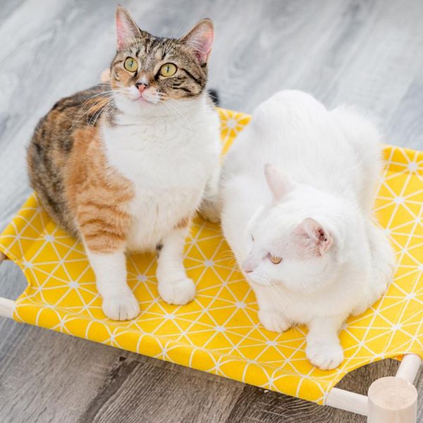 cat beds & furniture elevated bed house hammocks wood canvas lounge for small cats dogs durable pet supplies
cat beds & furniture elevated bed house hammocks wood canvas lounge for small cats dogs durable pet supplies
