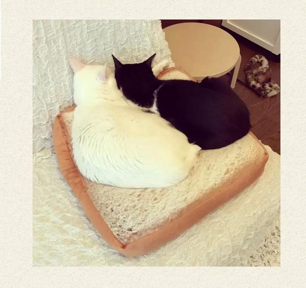 warm creativity cat bed cushion cotton stuff furniture universal pet accessories beds cama para gato supplies ek50mw &
warm creativity cat bed cushion cotton stuff furniture universal pet accessories beds cama para gato supplies ek50mw &
