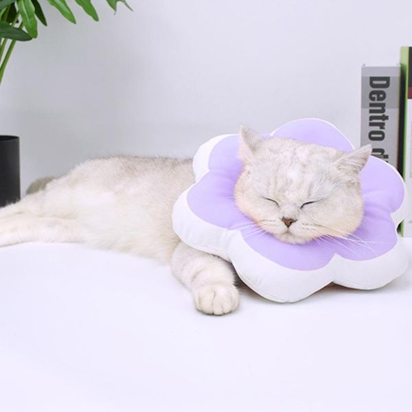cat collars & leads elizabeth circle flower pet protection collar supplies dogs protective neck waterproof
cat collars & leads elizabeth circle flower pet protection collar supplies dogs protective neck waterproof