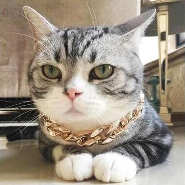 fashion dog pet collar thick chain necklace gold-plated plastic funny puppy jewelry accessories pendant gold apparel
fashion dog pet collar thick chain necklace gold-plated plastic funny puppy jewelry accessories pendant gold apparel