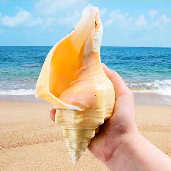 natural conch seashell dharma-sankha snail fish tank aquarium decorations collectibles nautical coastal home wedding decor novelty items
natural conch seashell dharma-sankha snail fish tank aquarium decorations collectibles nautical coastal home wedding decor novelty items