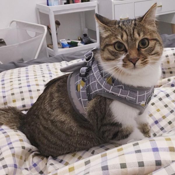 cat collars & leads summer mesh pet harness and leash set fashion plaid harnesses for cats katten kitty mascotas products gotas accessories
cat collars & leads summer mesh pet harness and leash set fashion plaid harnesses for cats katten kitty mascotas products gotas accessories