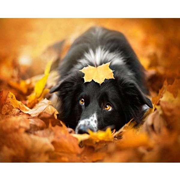 paintings selilali puppy in painting by numbers pictures number animal oil for adults home decoration
paintings selilali puppy in painting by numbers pictures number animal oil for adults home decoration