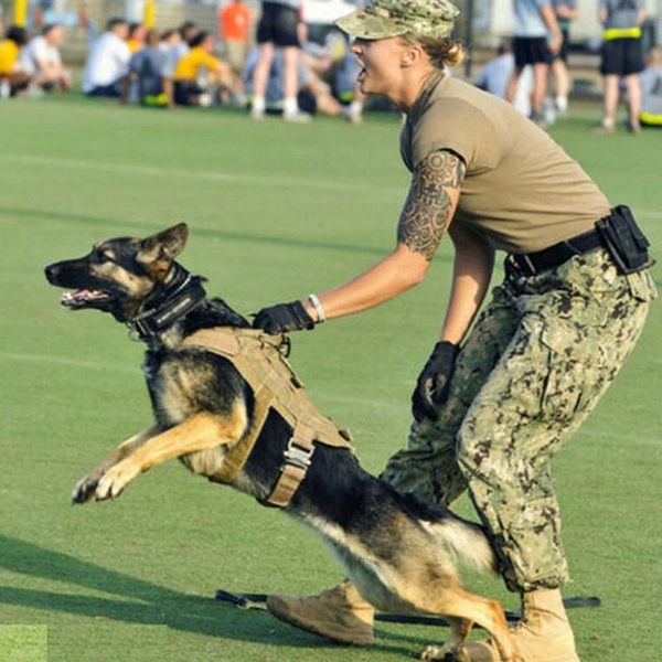 dog apparel tactical vest breathable military clothes k9 harness adjustable size training hunting molle #2
dog apparel tactical vest breathable military clothes k9 harness adjustable size training hunting molle #2