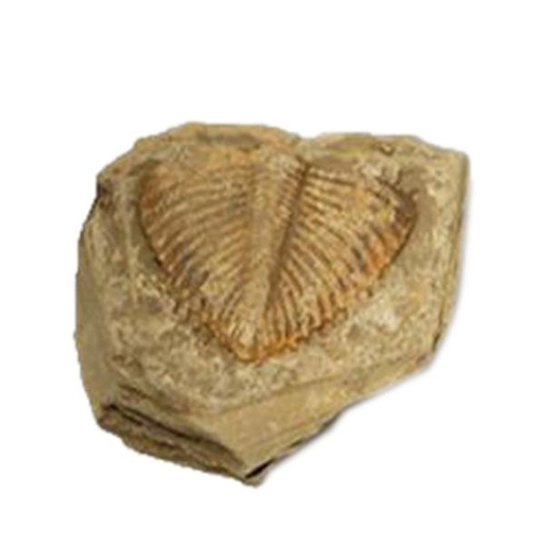 natural trilobite tail fossil ancient fossils teaching specimens collection decorative objects & figurines
natural trilobite tail fossil ancient fossils teaching specimens collection decorative objects & figurines