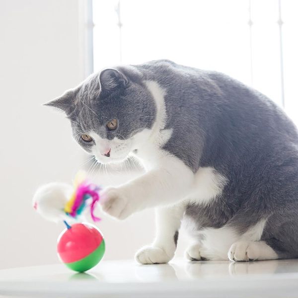 cat toys kapmore 3pcs funny tumbler mouse fake feather training toy pet interactive ball supplies
cat toys kapmore 3pcs funny tumbler mouse fake feather training toy pet interactive ball supplies