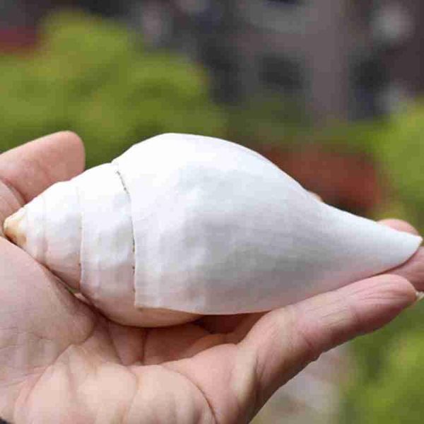 novelty items natural conch shell nepalese right white collection gift home ornament horn instrument buddha supplies
novelty items natural conch shell nepalese right white collection gift home ornament horn instrument buddha supplies