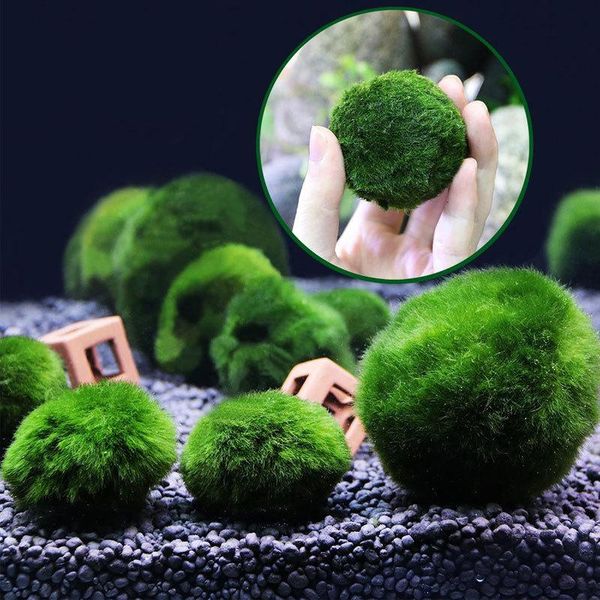 decorations 3-4cm moss ball aquarium decoration green algae fish tank plant seaweed environmental home accessoires
decorations 3-4cm moss ball aquarium decoration green algae fish tank plant seaweed environmental home accessoires