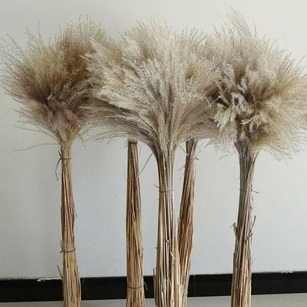 30-40cm 20 natural dried reed flowers, whisk flowers d5t4 decorative & wreaths
30-40cm 20 natural dried reed flowers, whisk flowers d5t4 decorative & wreaths