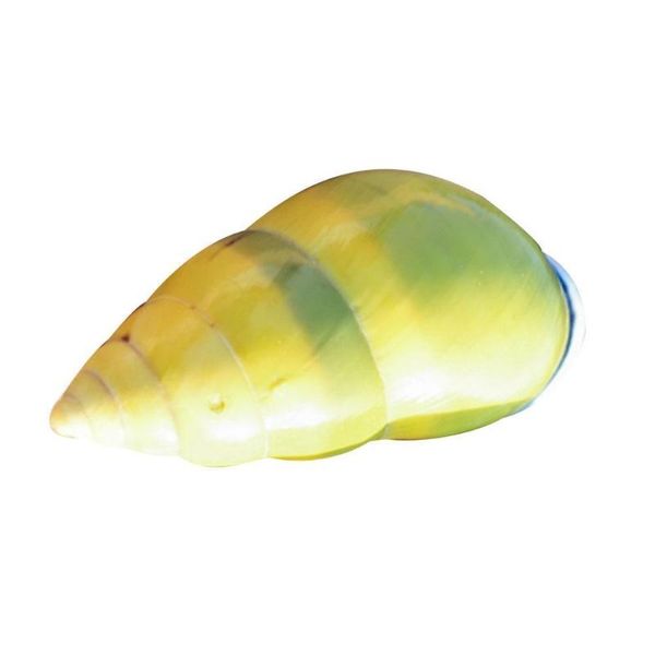 natural snail conch shell specimen country garden decoration office decorations collections platforms
natural snail conch shell specimen country garden decoration office decorations collections platforms