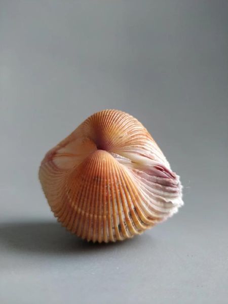 novelty items natural selection, super rare treasures, collectibles, conch
novelty items natural selection, super rare treasures, collectibles, conch