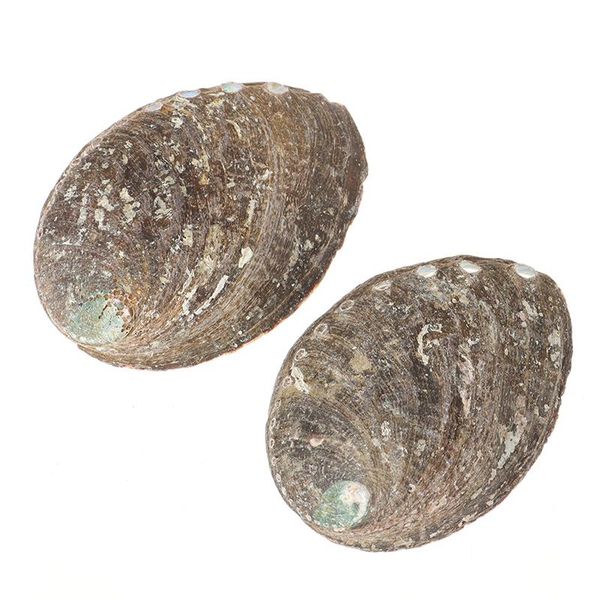 novelty items 1pc natural abalone shells seashells home aquarium landscape diy nautical decor
novelty items 1pc natural abalone shells seashells home aquarium landscape diy nautical decor