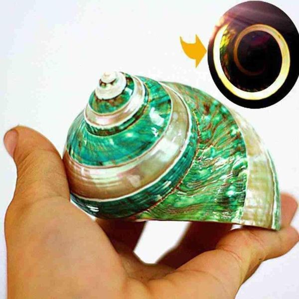 novelty items natural shell green turbo nautical home decor collectibles seashell wedding stripe snail specimen l0w3
novelty items natural shell green turbo nautical home decor collectibles seashell wedding stripe snail specimen l0w3