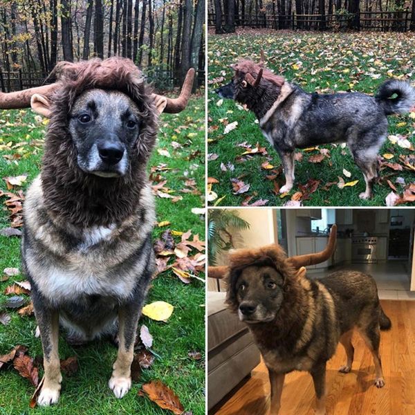 cat costumes pet headgear hat dog horn warm large party decoration ear apparel products accessories home
cat costumes pet headgear hat dog horn warm large party decoration ear apparel products accessories home
