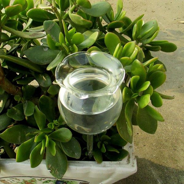 indoor automatic flower glass garden plant watering device sprinkler water equipments
indoor automatic flower glass garden plant watering device sprinkler water equipments