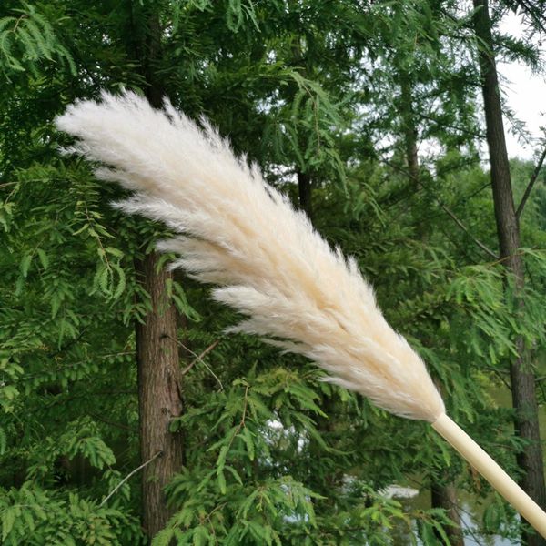 5pcs natural pampas grass large 120cm fluffy big dried flowers artificial bouquet for wedding home decor bedroom decoration accessories
5pcs natural pampas grass large 120cm fluffy big dried flowers artificial bouquet for wedding home decor bedroom decoration accessories
