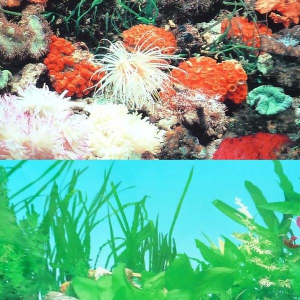 decorations 9001 23.3" x 60" double sided fish tank decoration aquarium poster background picture wall decor tropical/reef
decorations 9001 23.3" x 60" double sided fish tank decoration aquarium poster background picture wall decor tropical/reef