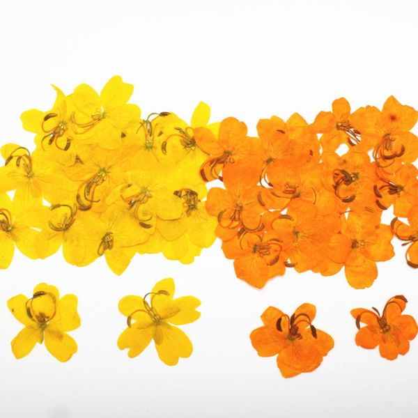 decorative flowers & wreaths 12pcs/lot yellow dried natural cassia pressed for candles resin jewellery pack diy phone case decoration frame
decorative flowers & wreaths 12pcs/lot yellow dried natural cassia pressed for candles resin jewellery pack diy phone case decoration frame