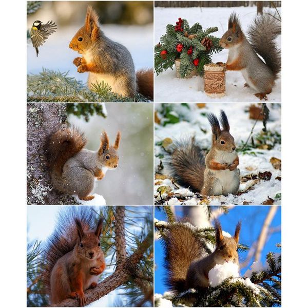 paintings azqsd diy painting by numbers squirrel handpainted gift coloring animal picture for living room home decoration
paintings azqsd diy painting by numbers squirrel handpainted gift coloring animal picture for living room home decoration