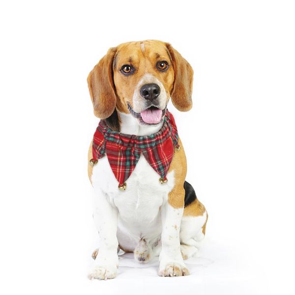 dog collars & leashes fashion neck ring christmas bell collar adorable pet supplies decor for puppy
dog collars & leashes fashion neck ring christmas bell collar adorable pet supplies decor for puppy