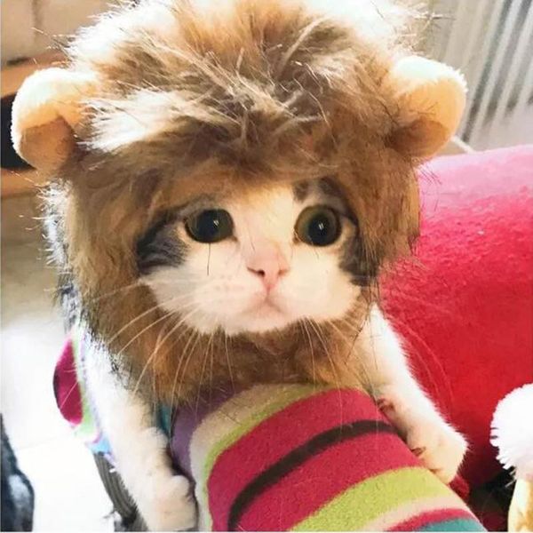 cat costumes 2021 pet dog dress up costume wig emulation lion hair mane ears head cap autumn winter muffler scarf decor 
cat costumes 2021 pet dog dress up costume wig emulation lion hair mane ears head cap autumn winter muffler scarf decor