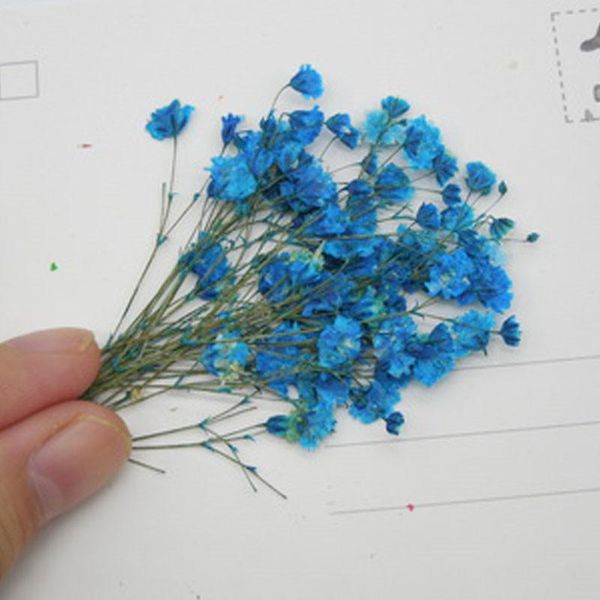 large baby's breath dried pressed flower specimens true plants for diy resin bracelet ent 80 pcs decorative flowers & wreaths
large baby's breath dried pressed flower specimens true plants for diy resin bracelet ent 80 pcs decorative flowers & wreaths
