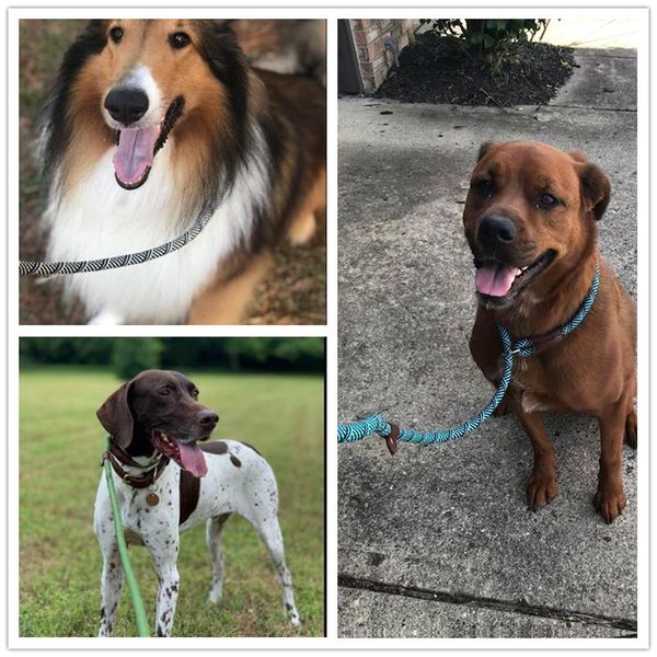 durable slip rope dog leash collar 2 in 1 adjustable loop comfortable small medium large pet harness collars & leashes
durable slip rope dog leash collar 2 in 1 adjustable loop comfortable small medium large pet harness collars & leashes
