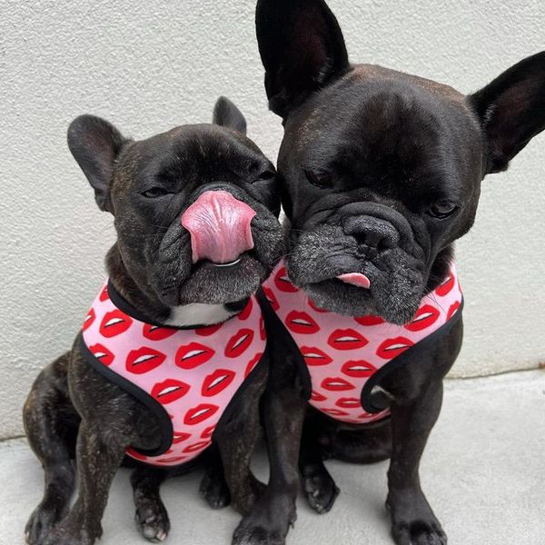 dog collars & leashes pet lip printed ventilation mesh out chest back traction kit funny fashion apparel soft durable suitable for all seaso
dog collars & leashes pet lip printed ventilation mesh out chest back traction kit funny fashion apparel soft durable suitable for all seaso