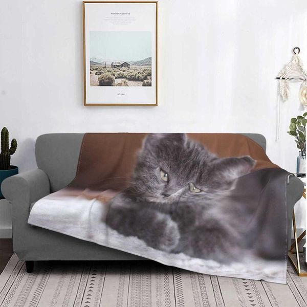 blankets cat four seasons comfortable warm soft throw blanket grey animals pets animal overview cute eye kitty mustache kitten
blankets cat four seasons comfortable warm soft throw blanket grey animals pets animal overview cute eye kitty mustache kitten