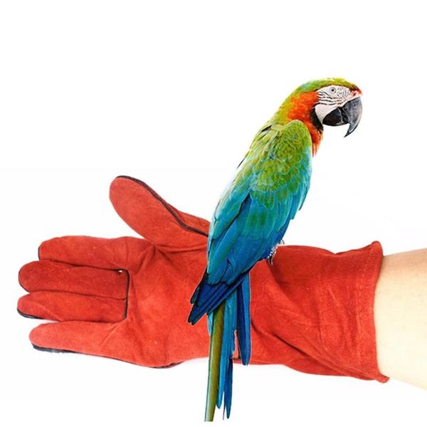 other bird supplies 1pair bite-proof gloves parrot handling safety protective pet training
other bird supplies 1pair bite-proof gloves parrot handling safety protective pet training