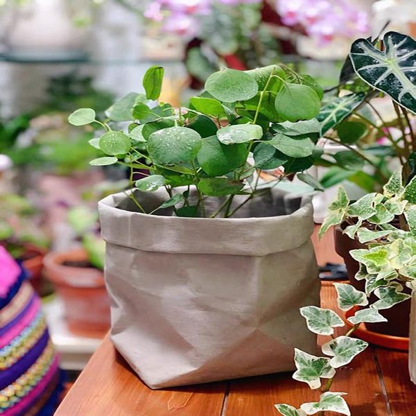 washable kraft paper storage bag no words plants flower grow container sundries bags organizer for home packaging
washable kraft paper storage bag no words plants flower grow container sundries bags organizer for home packaging