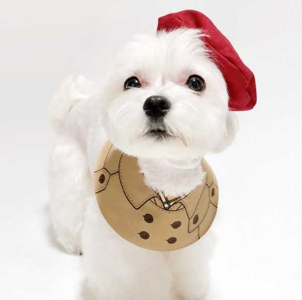 pet products cat and dog decoration air hostess bib accessories 2021 clothes costumes
pet products cat and dog decoration air hostess bib accessories 2021 clothes costumes