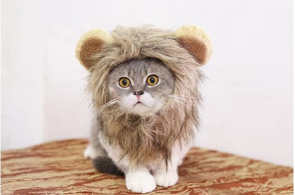 dog apparel halloween autumn/winter pet costumes funny cute hats cats and lions headgear adjustable pets accessories for small dogs
dog apparel halloween autumn/winter pet costumes funny cute hats cats and lions headgear adjustable pets accessories for small dogs