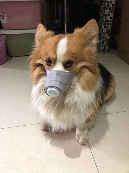 dog apparel pet masks for dogs to go out breathing dust muzzles protective anti-fog
dog apparel pet masks for dogs to go out breathing dust muzzles protective anti-fog