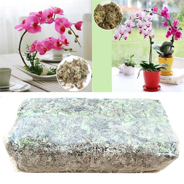 planters & pots garden supplies 12l sphagnum moss nutrition organic fertilizer for orchid phalaenopsis musgo flower
planters & pots garden supplies 12l sphagnum moss nutrition organic fertilizer for orchid phalaenopsis musgo flower