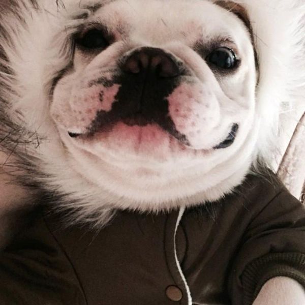 dog apparel pet clothes winter warm green coat jumpsuit thicken outdoor clothing hoodies for
dog apparel pet clothes winter warm green coat jumpsuit thicken outdoor clothing hoodies for